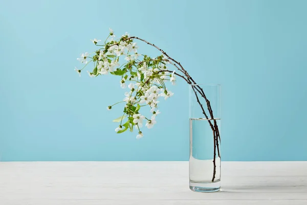 Tiro close-up de ramos de flor de cereja aromática em vidro isolado em azul — Fotografia de Stock