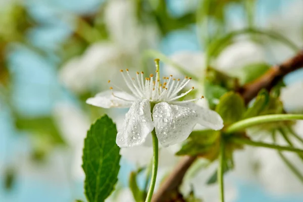 Крупным планом белый вишневый цветок, покрытый водяными капельками, выделенными на голубом — стоковое фото