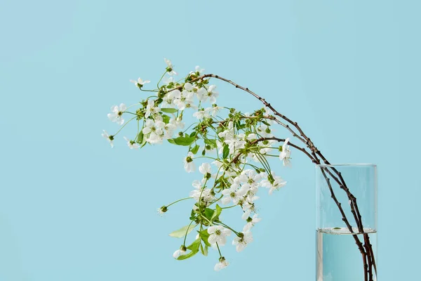 Close-up shot of branches of white cherry flowers in vase isolated on blue — Stock Photo