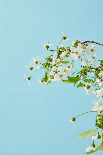 Nahaufnahme von Zweigen aromatischer Kirschblüten isoliert auf blauem Grund — Stockfoto