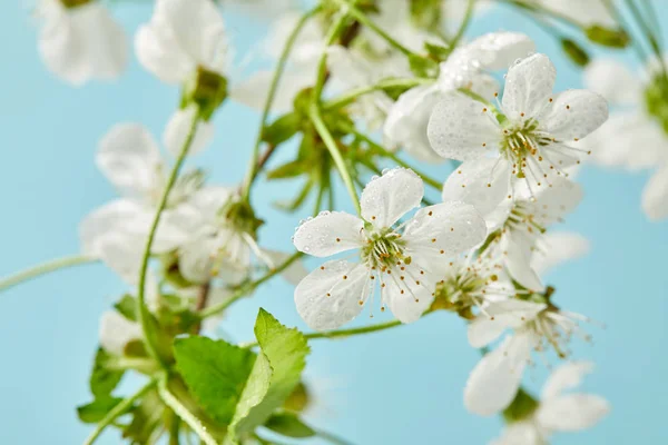 Nahaufnahme von aromatischen Kirschblüten und Blättern auf blauem Grund — Stockfoto