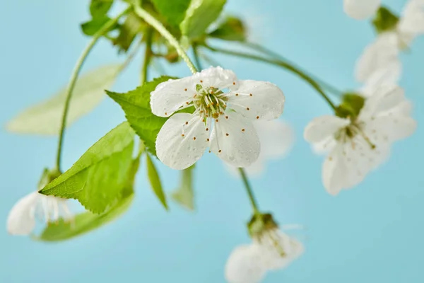 Close-up shot of aromatic cherry blossom isolated on blue — Stock Photo