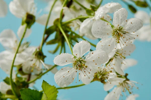 Primer plano de hermosa flor de cerezo aislado en azul - foto de stock