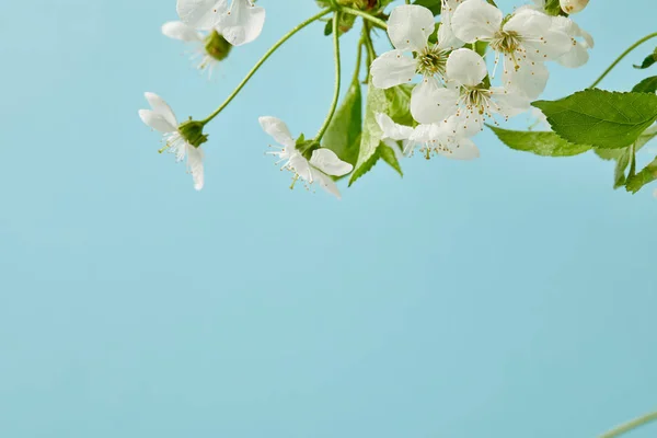 Tiro close-up de flores de cereja brancas isoladas em azul — Fotografia de Stock