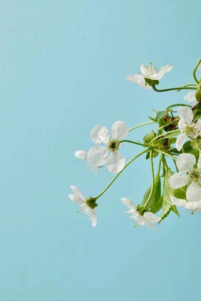 Close-up shot of aromatic white cherry flowers isolated on blue — Stock Photo