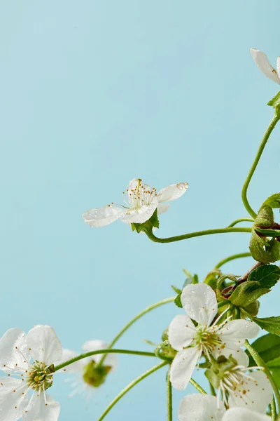 Primer plano de hermosa flor de cerezo aislado en azul - foto de stock