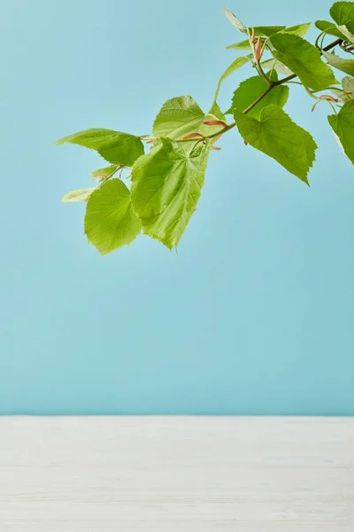 Nahaufnahme blühender grüner Lindenzweig isoliert auf blauem Grund — Stockfoto