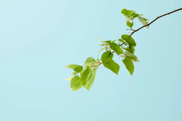 Folhas verdes de tilia isoladas em azul — Fotografia de Stock