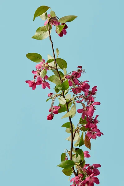 Close-up shot of beautiful sakura blossom isolated on blue — Stock Photo