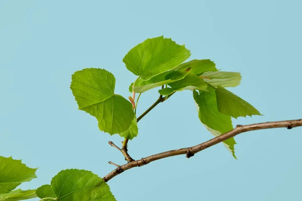 Belles feuilles vertes sur branche de tilleul isolées sur bleu — Photo de stock