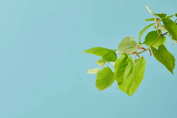 Green leaves on tilia branch isolated on blue — Stock Photo