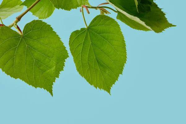 Close-up shot of leaves on linden branch isolated on blue — Stock Photo