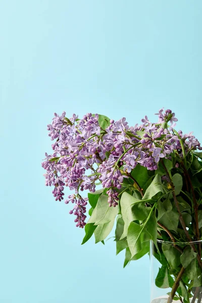 Aromatic beautiful lilac flowers in vase isolated on blue — Stock Photo