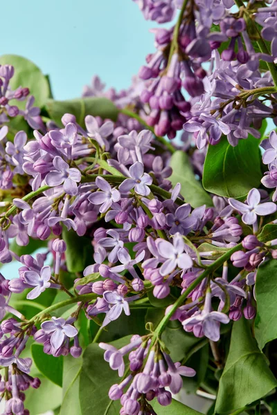 Close-up shot of branches of spring lilac flowers isolated on blue — Stock Photo