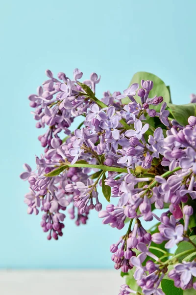 Gros plan de fleurs lilas printanières isolées sur bleu — Photo de stock