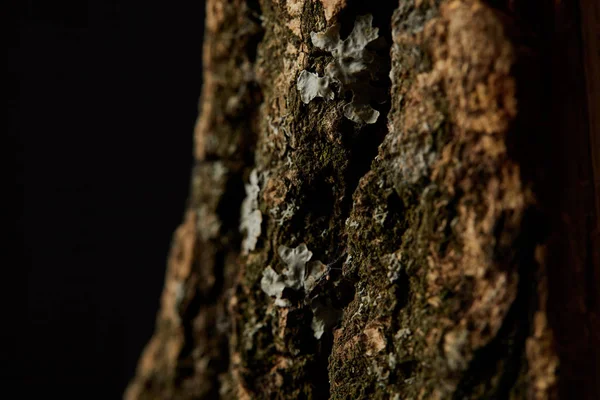 Close up colpo di corteccia d'albero isolato su sfondo nero — Foto stock