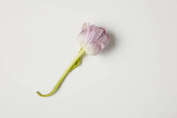 Vista superior de una sola flor rosada tierna hermosa aislada en gris - foto de stock