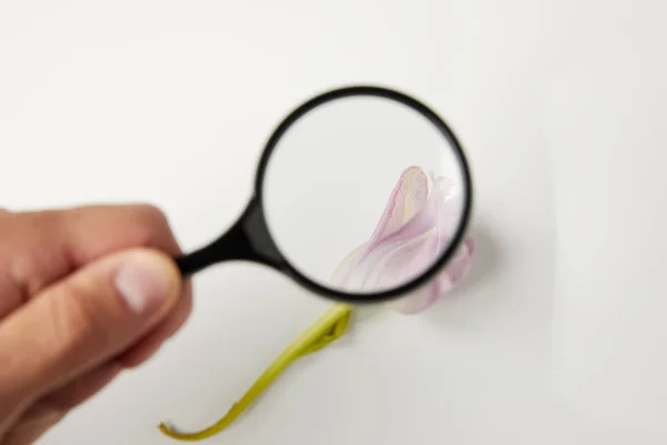 Close-up view of person looking through magnifying glass at tender pink flower on grey — Stock Photo