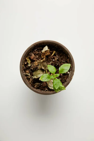 Top view of single green plant and dried leaves on soil in pot on grey — Stock Photo