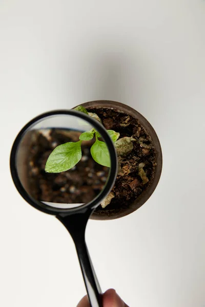 Vista dall'alto attraverso lente d'ingrandimento a pianta verde in vaso su grigio — Foto stock