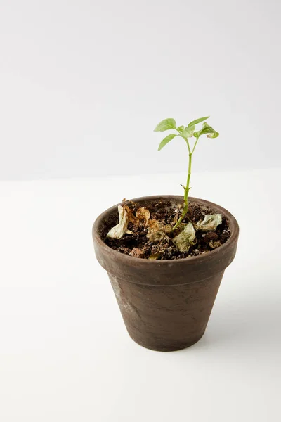 Vue rapprochée d'une seule plante verte et de feuilles séchées sur sol en pot sur fond gris — Photo de stock