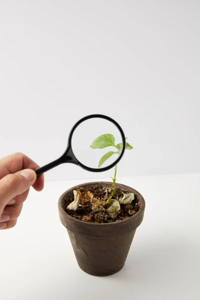 Close-up view of person holding magnifying glass and green plant in pot on grey — Stock Photo