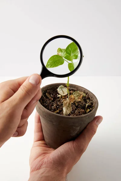 Primo piano vista parziale di persona che tiene lente d'ingrandimento e pianta verde in vaso su grigio — Foto stock