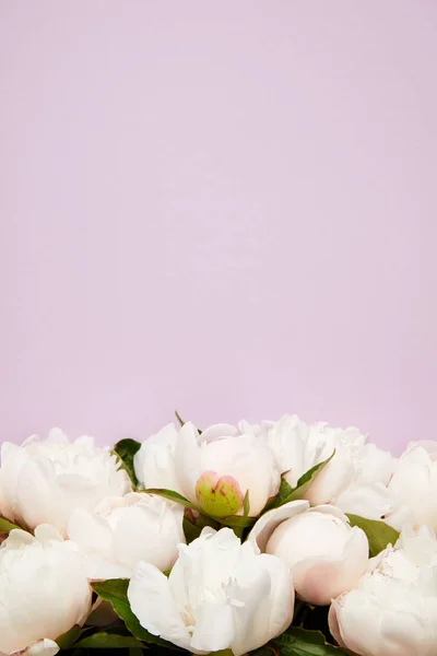 Vista de cerca de hermosas flores de peonía tiernas flores aisladas sobre fondo púrpura - foto de stock