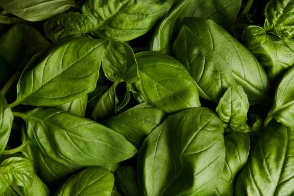 Full frame shot of ripe green basil for background — Stock Photo