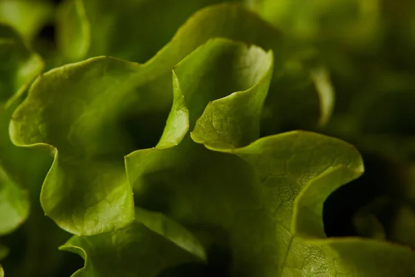 Vollbild-Aufnahme von frischen Salatblättern — Stockfoto