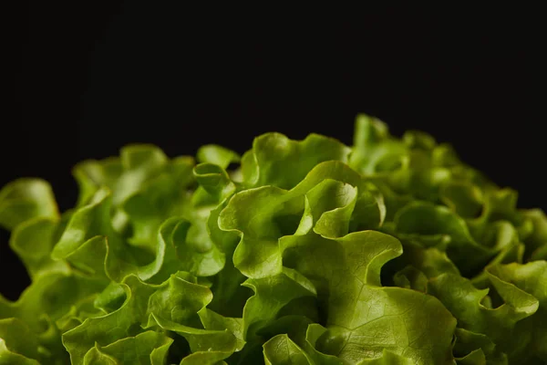 Primer plano de hojas de lechuga maduras aisladas en negro - foto de stock