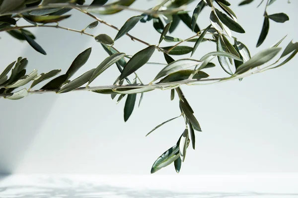 Close up view of olive branches in front of white wall with shadow — Stock Photo
