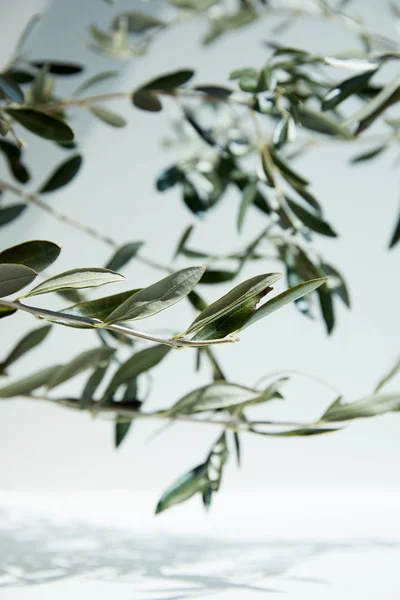 Olivenzweige über weißer Oberfläche mit Blätterschatten — Stockfoto
