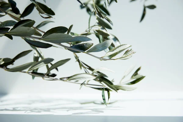 Close up view of olive branches over white surface with shadow of leaves — Stock Photo