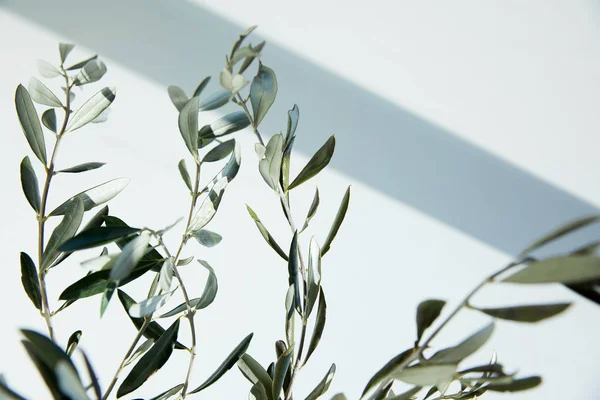 Branches d'olivier devant mur blanc avec ombre — Photo de stock