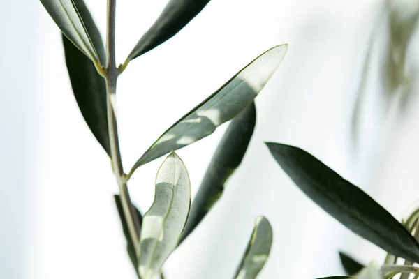 Closeup shot of leaves of olive branch on blurred background — Stock Photo