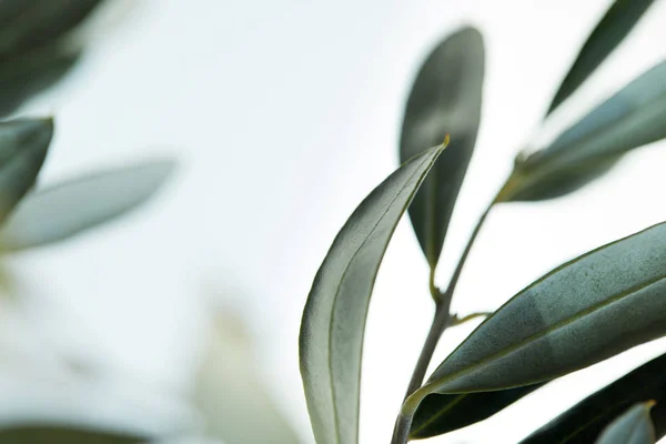 Close up view of leaves of olive branch on blurred background — Stock Photo