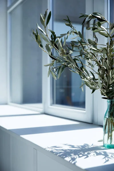 Vue rapprochée de la bouteille avec des branches d'olivier sur le rebord de la fenêtre avec ombre — Photo de stock