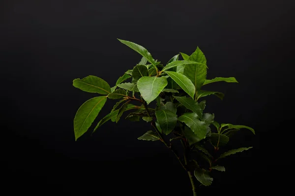 Vista de cerca de la planta con hojas verdes sobre fondo de pared negro - foto de stock