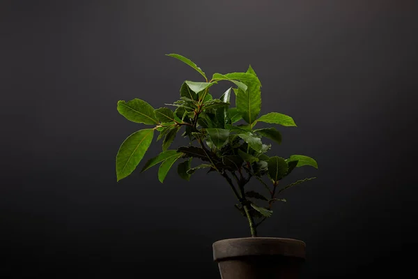 Близкий вид растения с зелеными листьями в цветочном горшке на фоне черной стены — стоковое фото