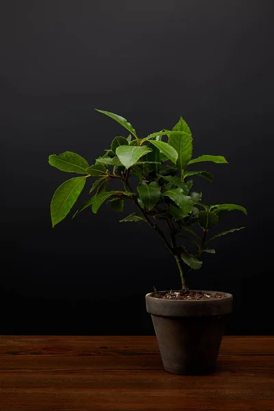 Nahaufnahme einer Pflanze mit grünen Blättern im Blumentopf auf schwarzem Wandhintergrund — Stockfoto