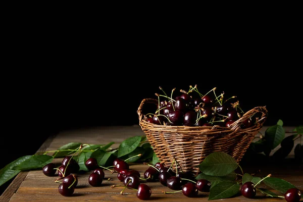 Cerises fraîchement récoltées dans un panier rustique avec des feuilles sur table en bois et sur fond noir — Photo de stock