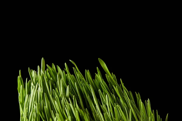 Vista de cerca de la hierba espirulina aislada sobre fondo negro - foto de stock