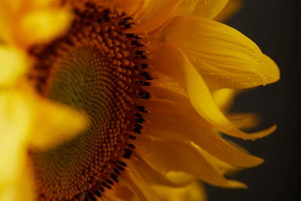 Nahaufnahme orangefarbener Sonnenblumen mit Tropfen auf Blütenblättern, isoliert auf schwarz — Stockfoto