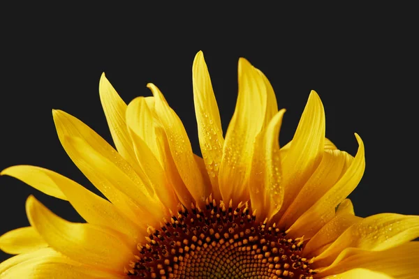 Nahaufnahme nasser gelber Sonnenblumenblätter mit Tropfen, isoliert auf schwarz — Stockfoto