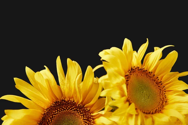 Beau bouquet de tournesols jaunes, isolé sur noir — Photo de stock