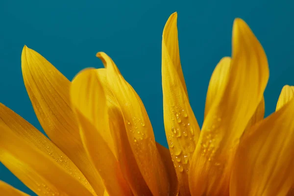 Tropfen auf gelben Sonnenblumenblättern, isoliert auf blauen — Stockfoto