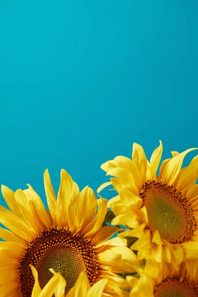 Bouquet of bright yellow sunflowers, isolated on blue with copy space — Stock Photo