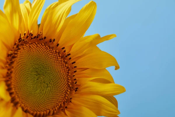 Gros plan de beau tournesol jaune, isolé sur bleu — Photo de stock