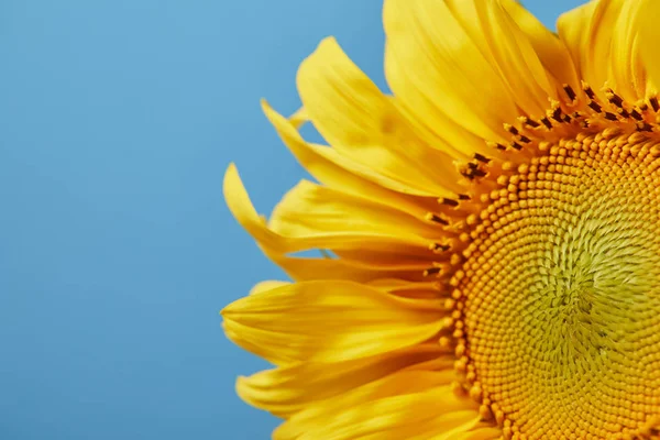 Close up of summer yellow sunflower, isolated on blue — Stock Photo